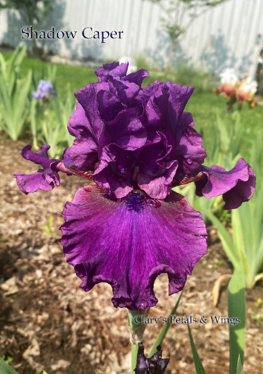 SHADOW CAPER - 2018 - TB