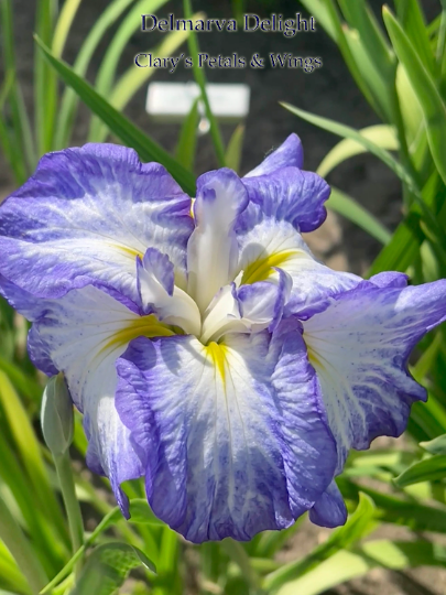 DELMARVA DELIGHT - Ensata - Japanese Iris
