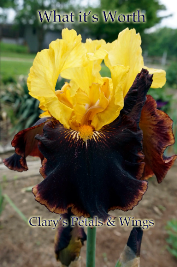 WHAT IT'S WORTH - 2014 - TB