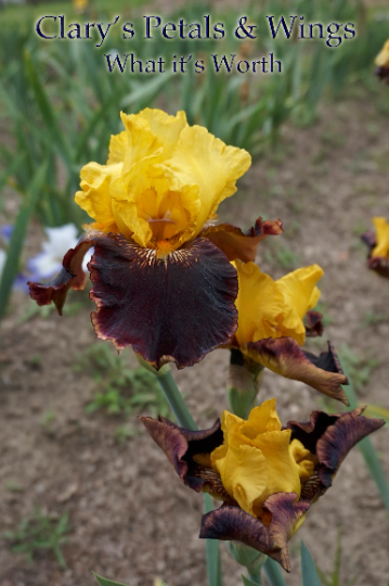 WHAT IT'S WORTH - 2014 - TB