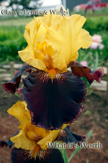 WHAT IT'S WORTH - 2014 - TB