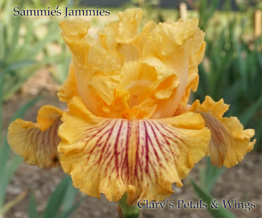 SAMMIE'S JAMMIES - 2010 - TB - Fragrant
