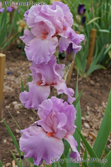 WILD IRISH ROSE - 2003 - TB