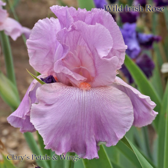 WILD IRISH ROSE - 2003 - TB