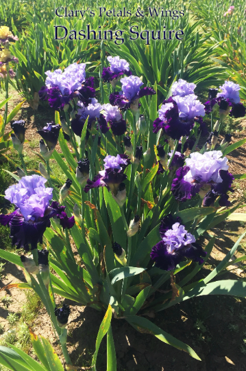 DASHING SQUIRE - 2014 - TB - Fragrant