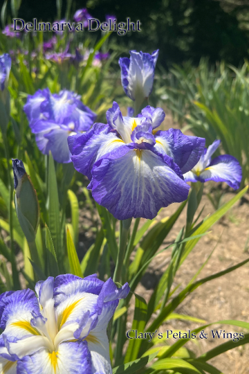 DELMARVA DELIGHT - Ensata - Japanese Iris