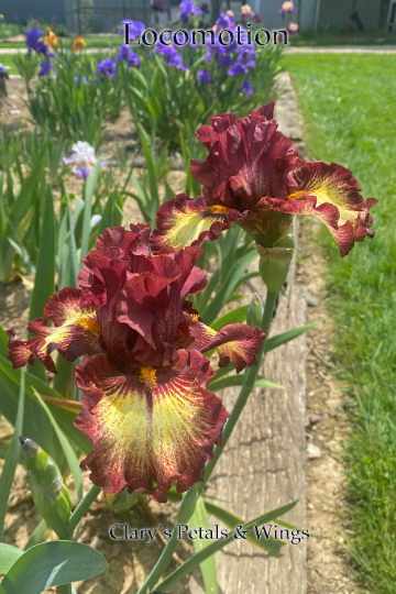 LOCOMOTION 2017 TB- Fragrant