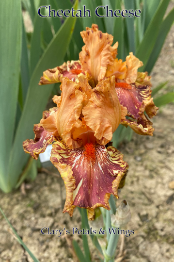 CHEETAH CHEESE - 2001 - TB