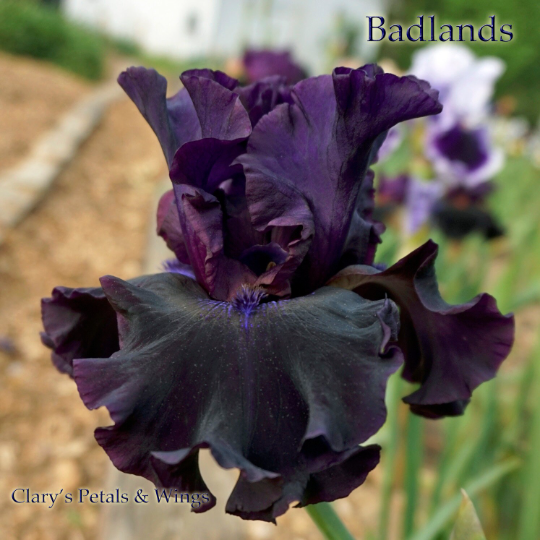 BADLANDS - 2003 - TB