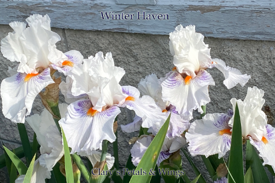 WINTER HAVEN - 2020 - TB - Fragrant