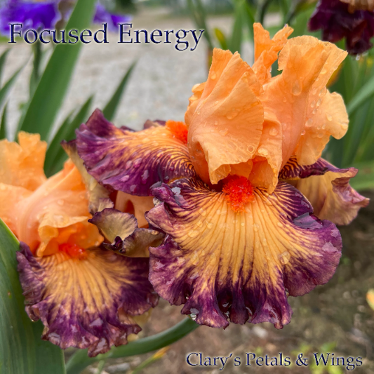 FOCUSED ENERGY - 2021 - TB - Reblooming