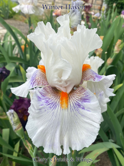 WINTER HAVEN - 2020 - TB - Fragrant