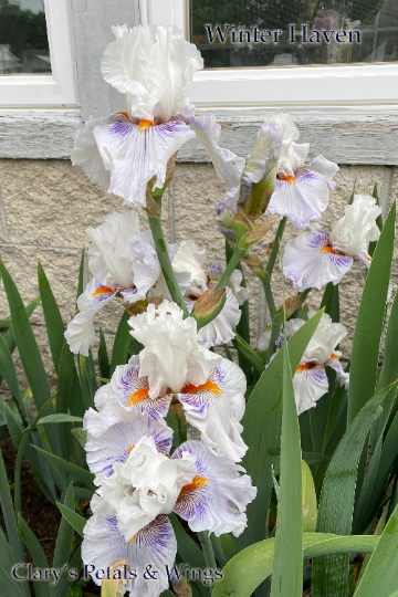 WINTER HAVEN - 2020 - TB - Fragrant