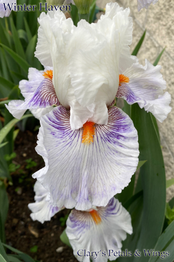 WINTER HAVEN - 2020 - TB - Fragrant