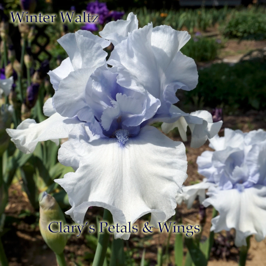 WINTER WALTZ - 2009 - TB