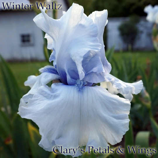 WINTER WALTZ - 2009 - TB