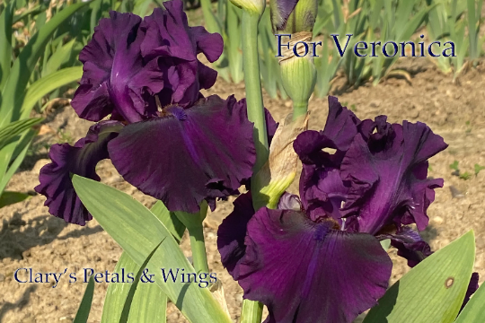 FOR VERONICA - 2015 - TB