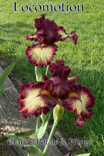 LOCOMOTION 2017 TB- Fragrant