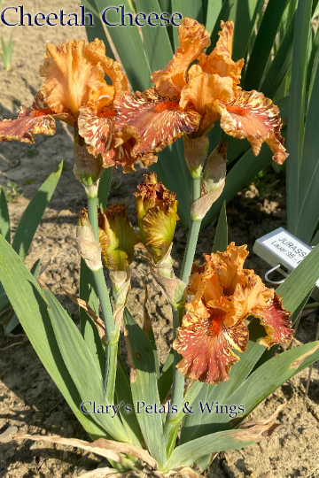 CHEETAH CHEESE - 2001 - TB