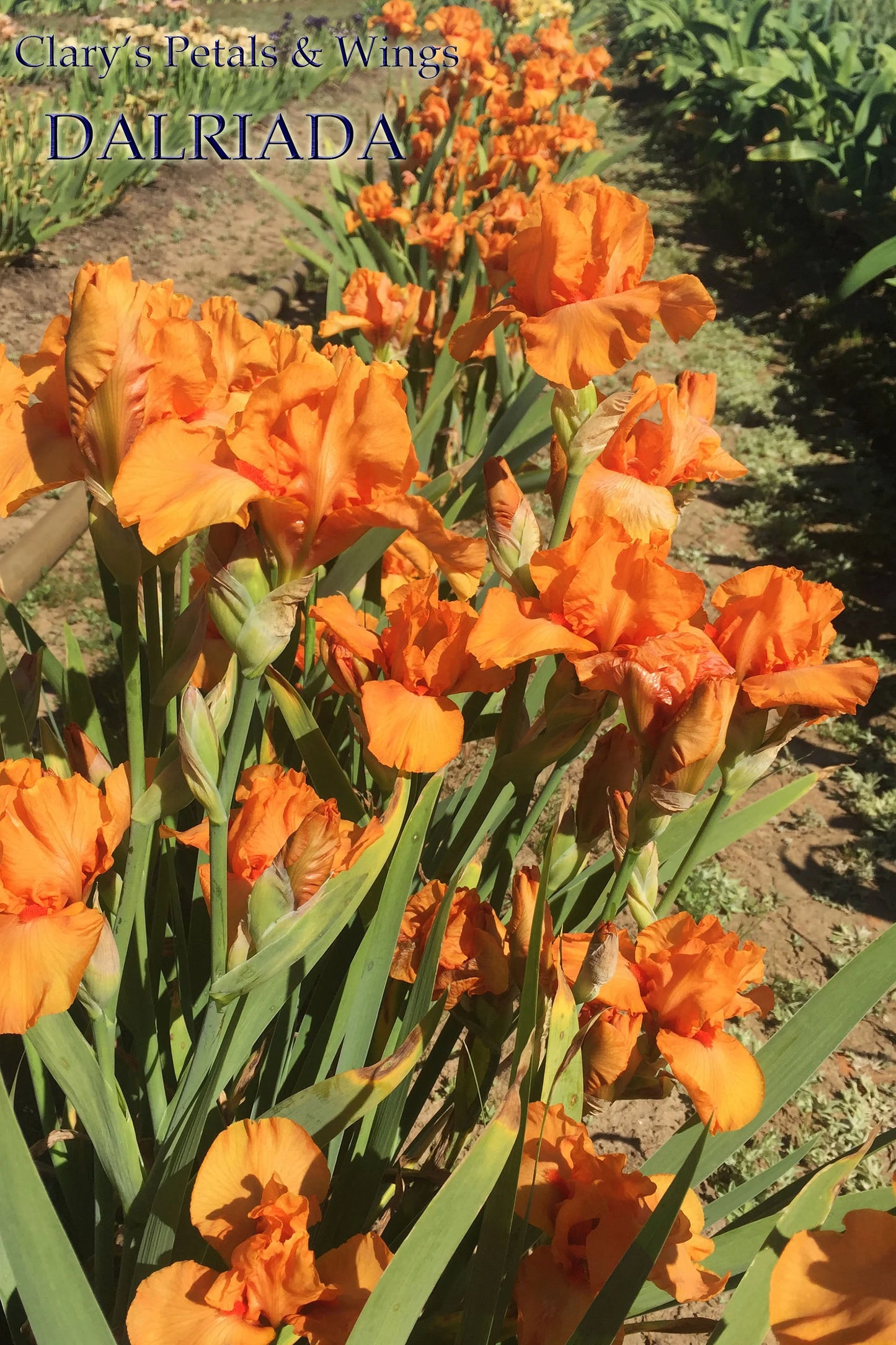 DALRIADA - 2018 - IB