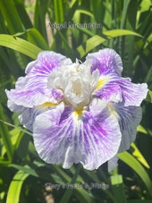 ANGEL MOUNTAIN - Ensata - Japanese Iris - Award Winner