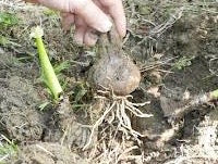 Magic Lily, Surprise Lily, Naked Ladies