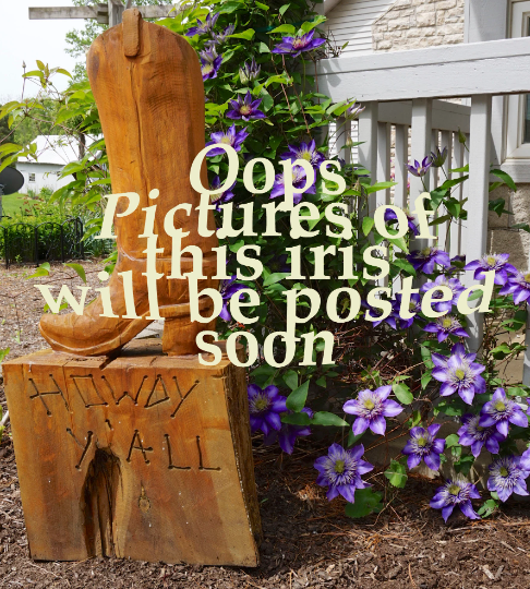 Essence of Summer-2014  Ensata Japanese Iris