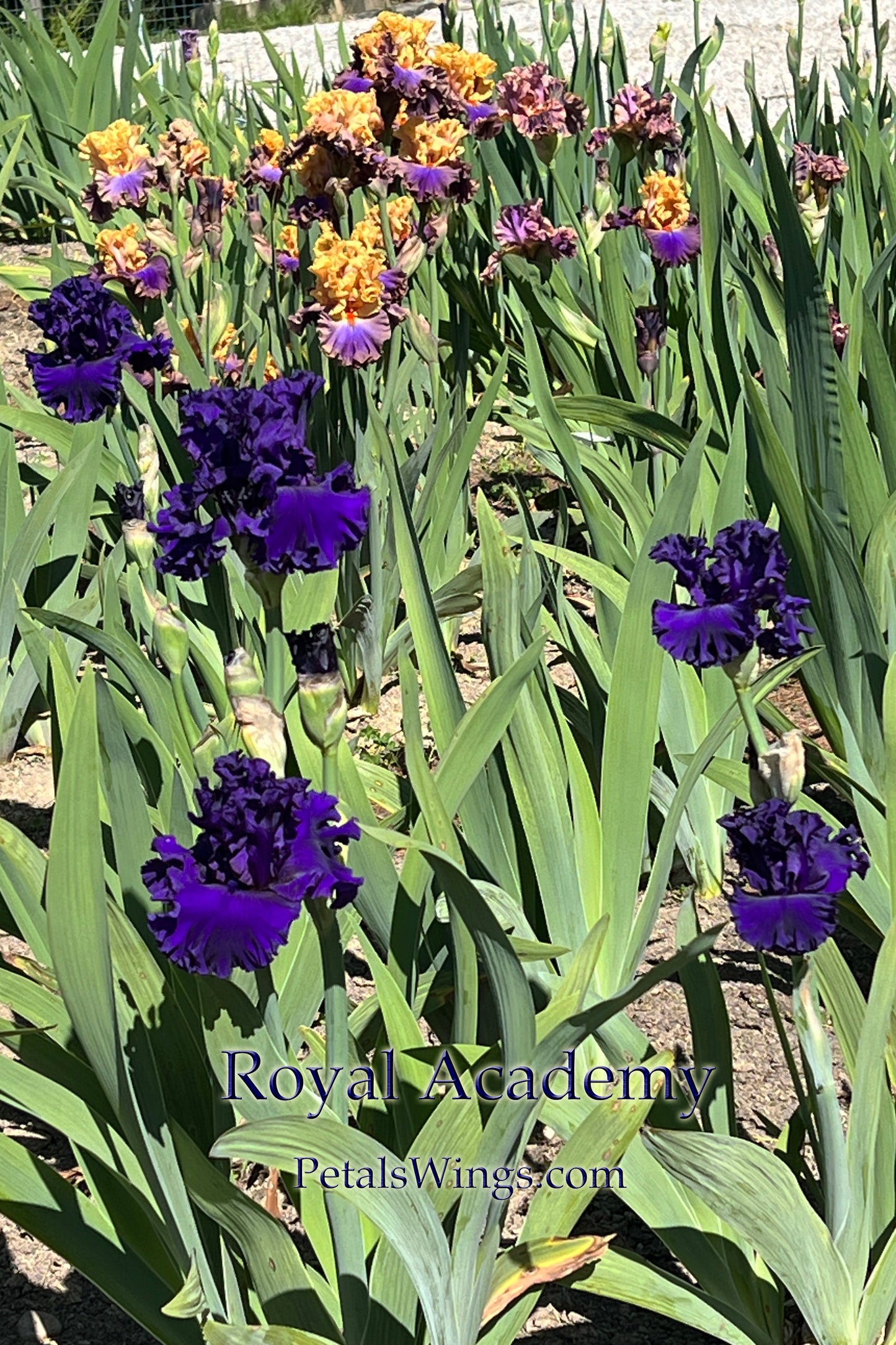 ROYAL ACADEMY - 2021 - TB