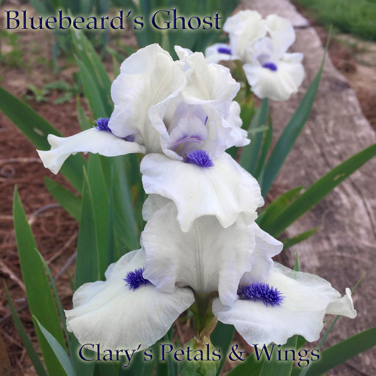 BLUEBEARD'S GHOST - 2006 - SDB