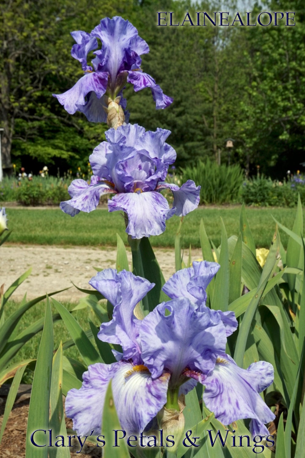 ELAINEALOPE - 1996 - TB - Reblooming & Fragrant