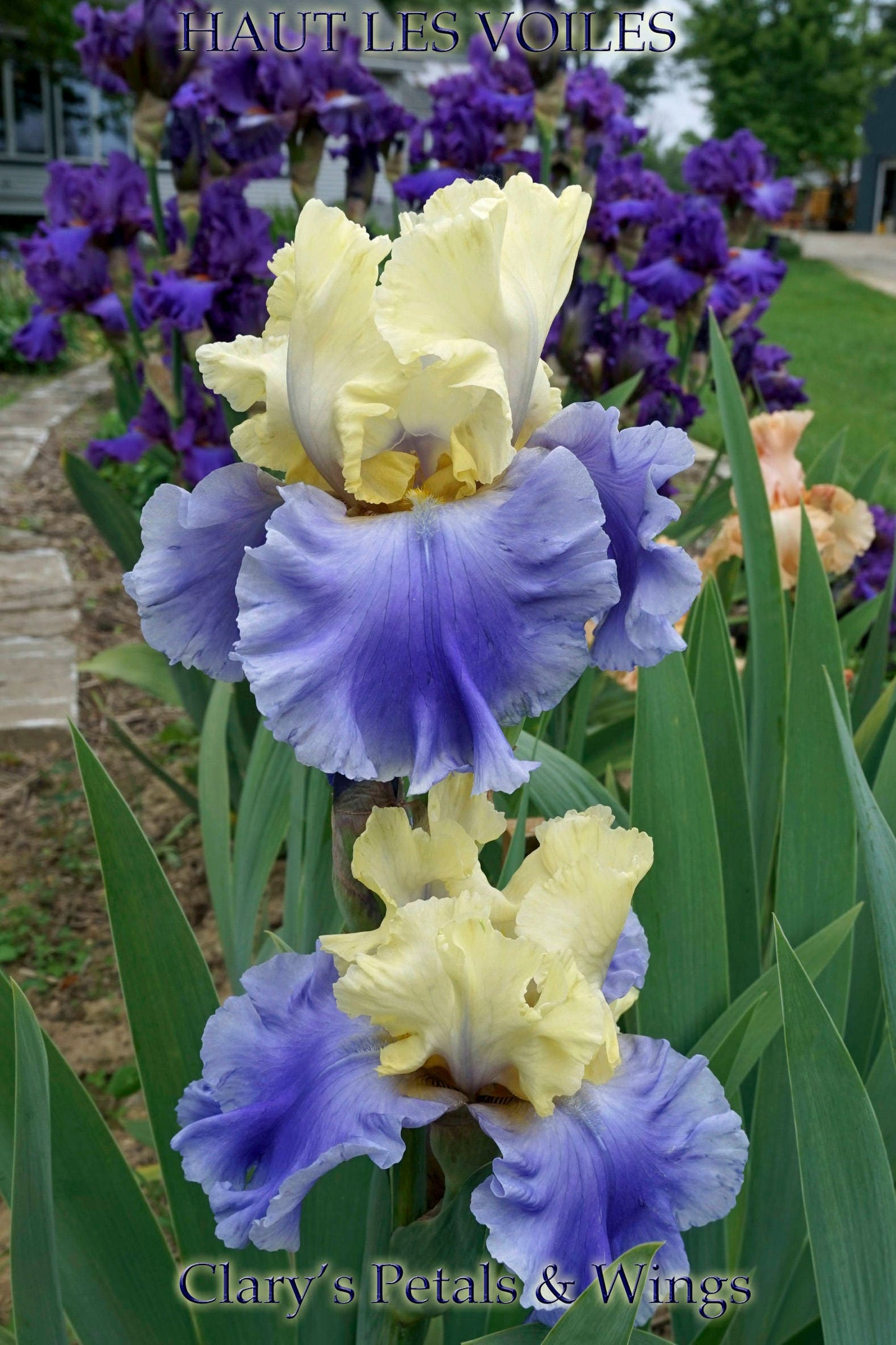 HAUT LES VOILES-2000 TB- Fragrant