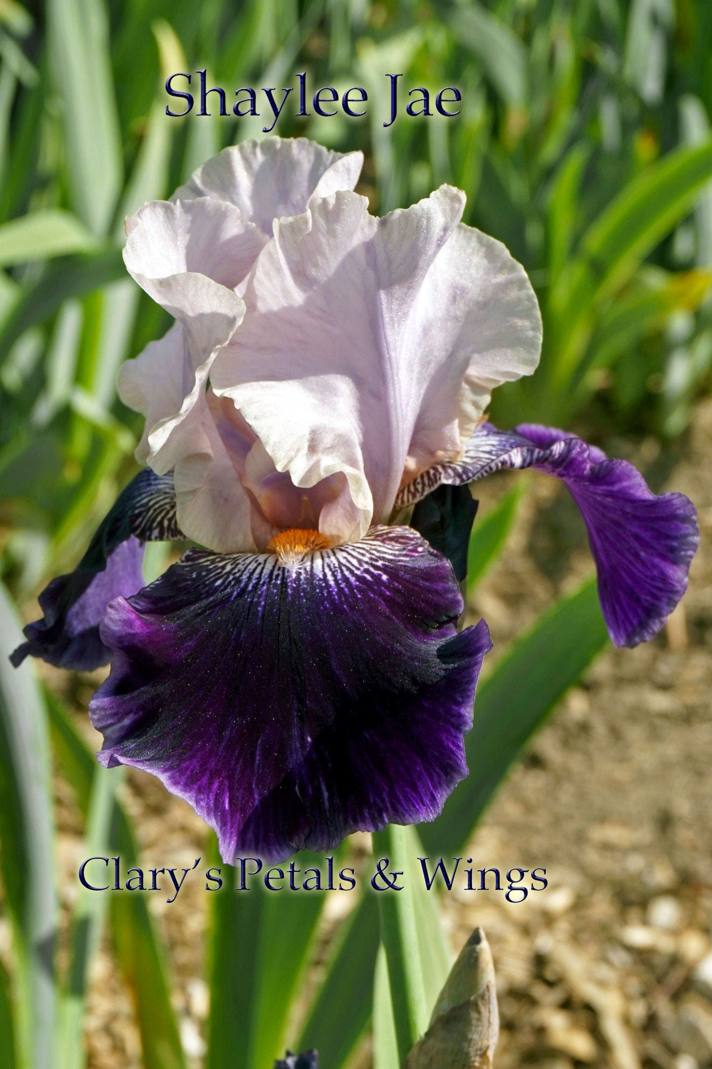 SHAYLEE JAE - 2008 - TB - Fragrant