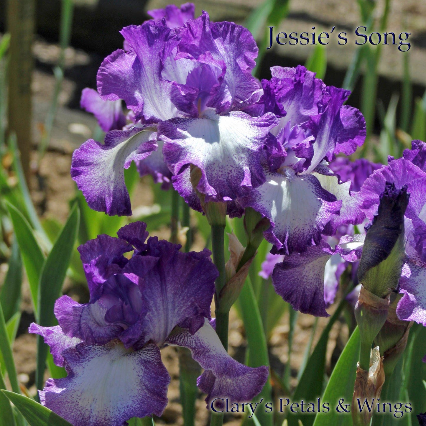 JESSE’S SONG -1983 TB- Reblooming