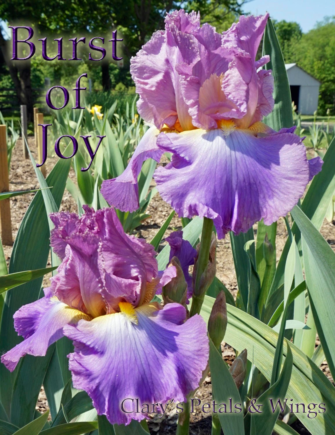 BURST OF JOY - 2010 - TB