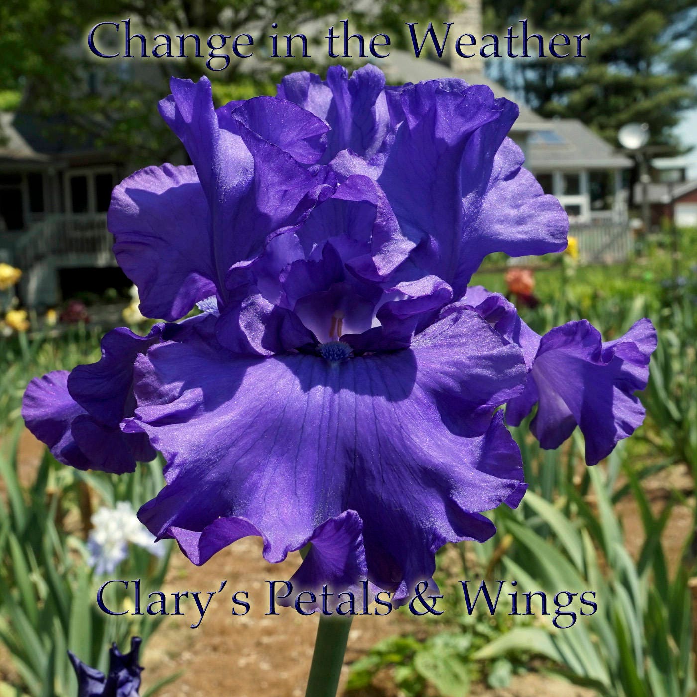 CHANGE IN THE WEATHER - 2013 - TB