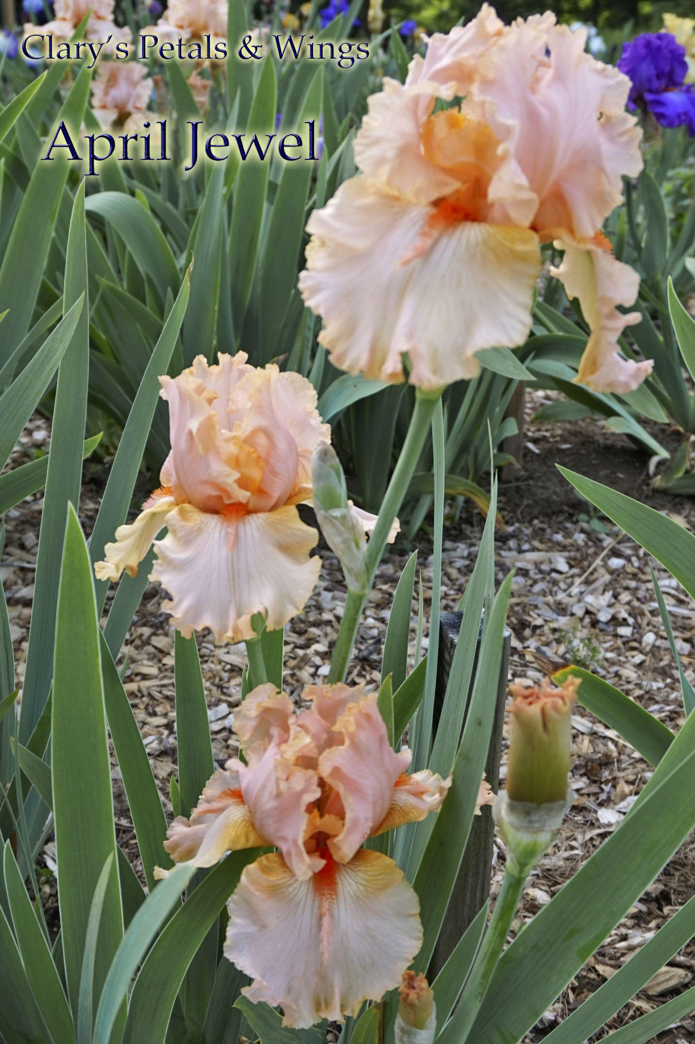 APRIL JEWEL - 2000 - TB - Fragrant