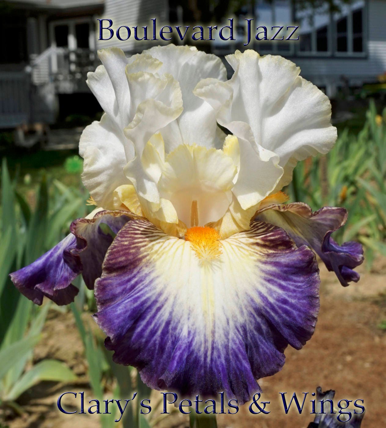 BOULEVARD JAZZ - 2010 - TB