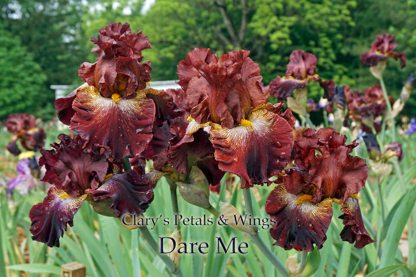 DARE ME-2013 - TB - Fragrant