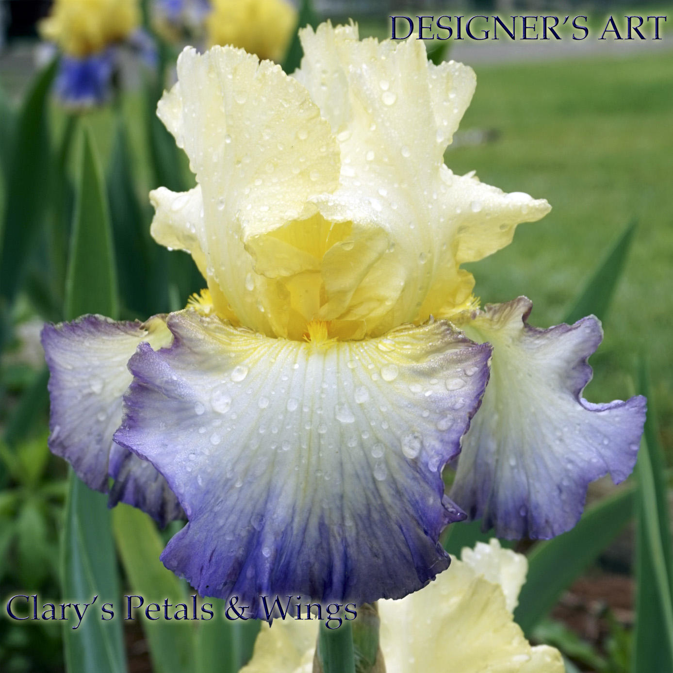 DESIGNER'S ART - 2005 - TB - Fragrant