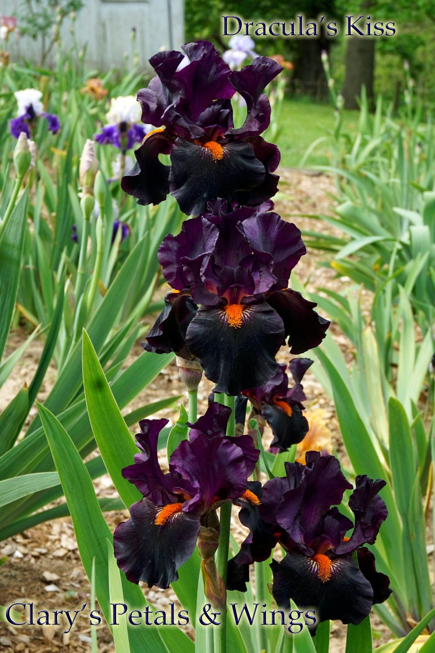 DRACULA’S KISS - 2009 - TB