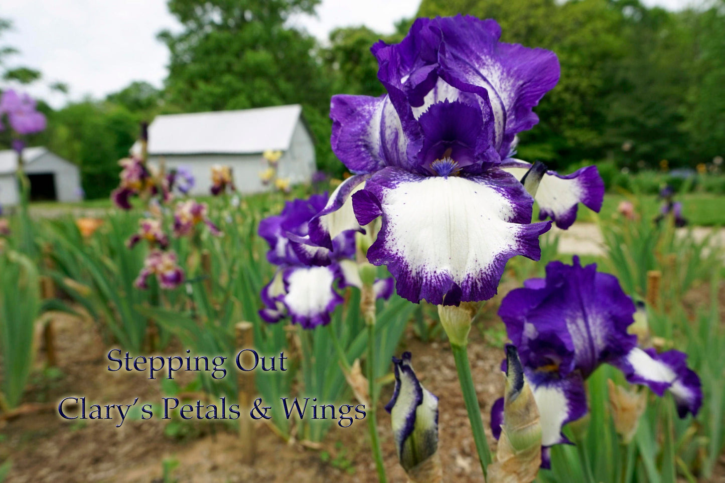 STEPPING OUT - 1964 - TB