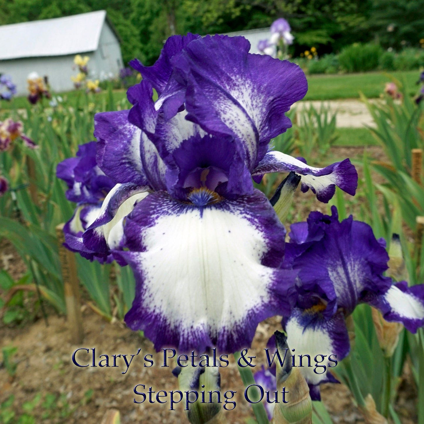 STEPPING OUT - 1964 - TB