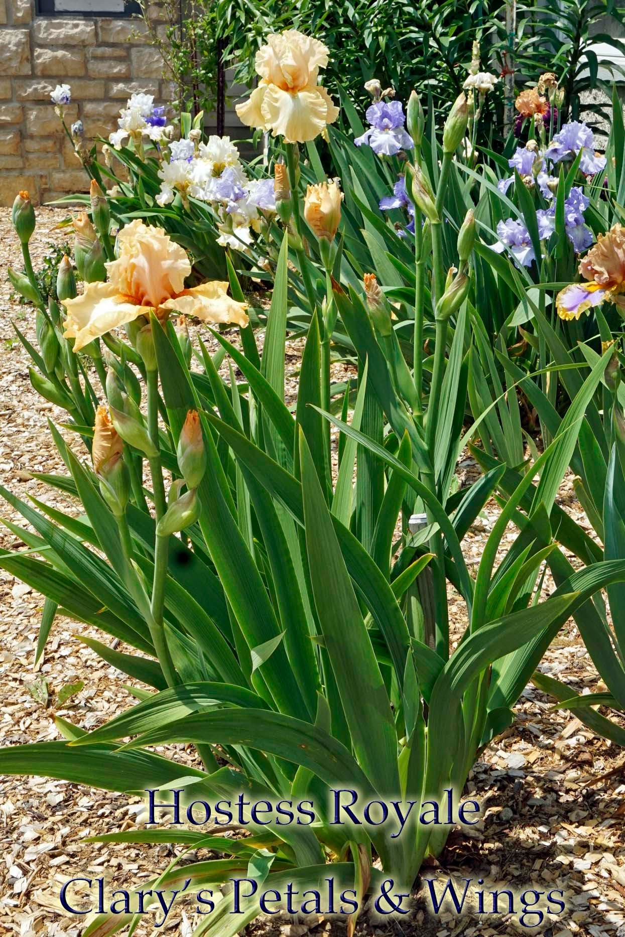 HOSTESS ROYALE -1994 TB- Fragrant