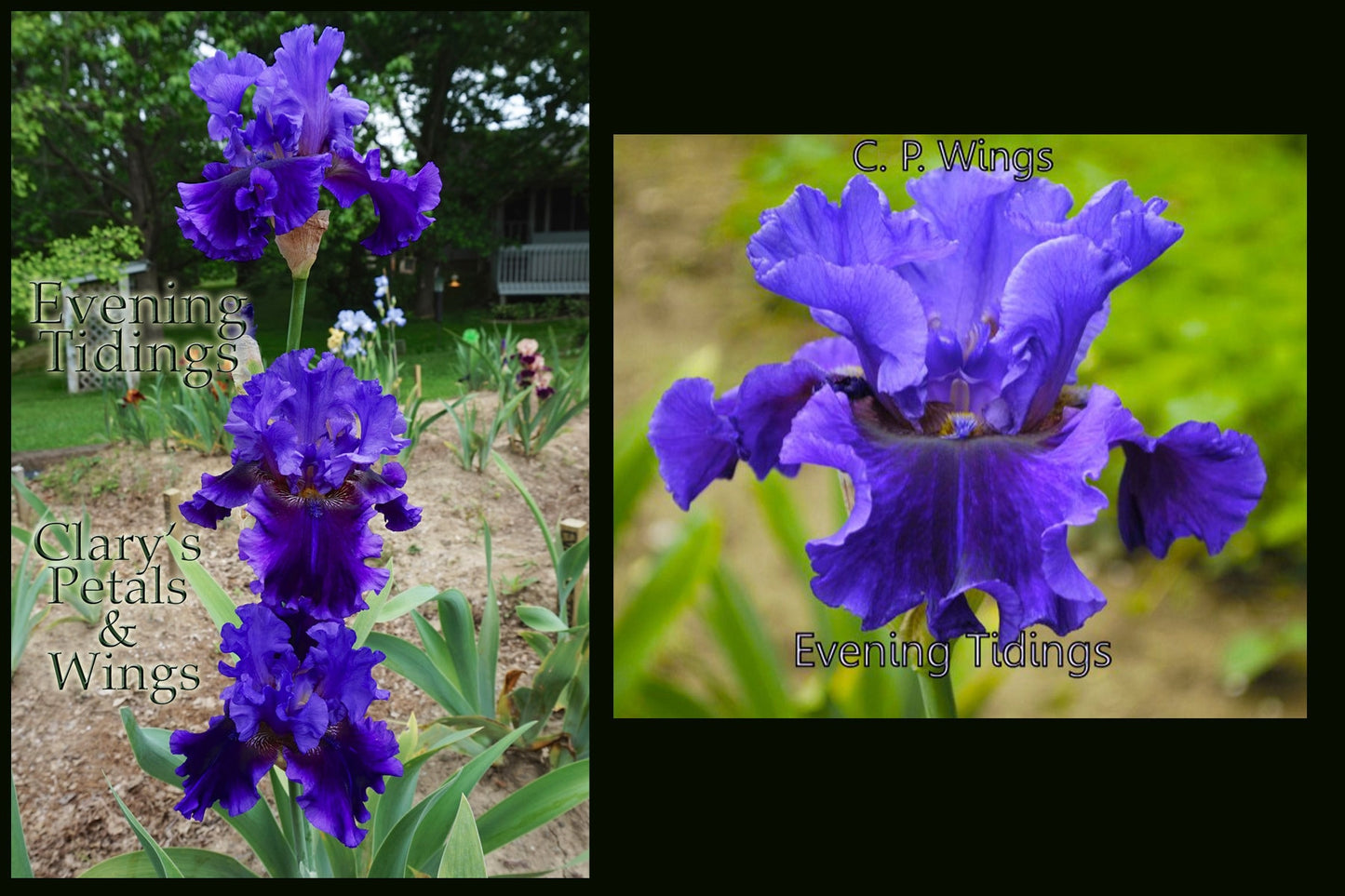 EVENING TIDINGS - 2009 - TB