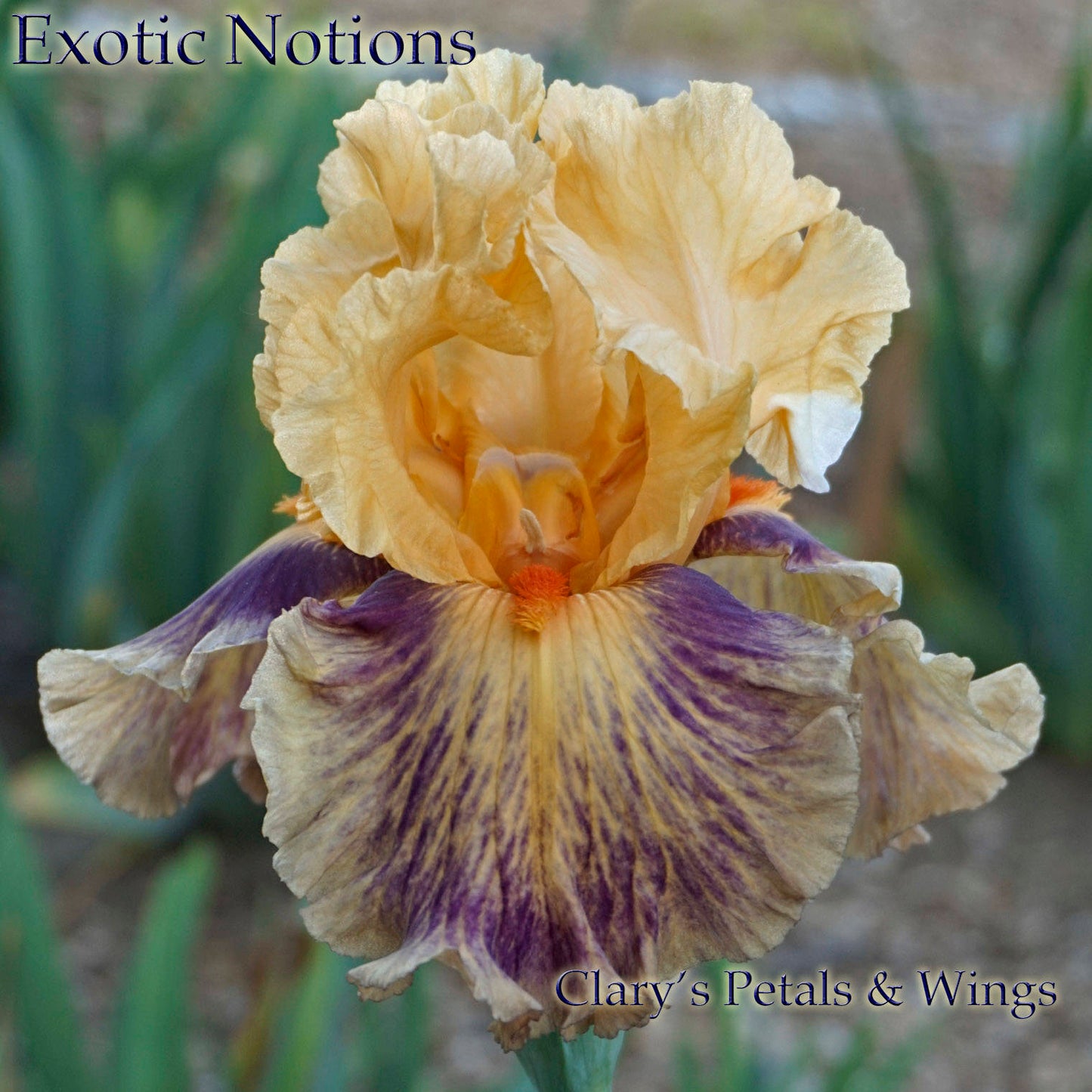 EXOTIC NOTIONS - 2011 - TB - Reblooming
