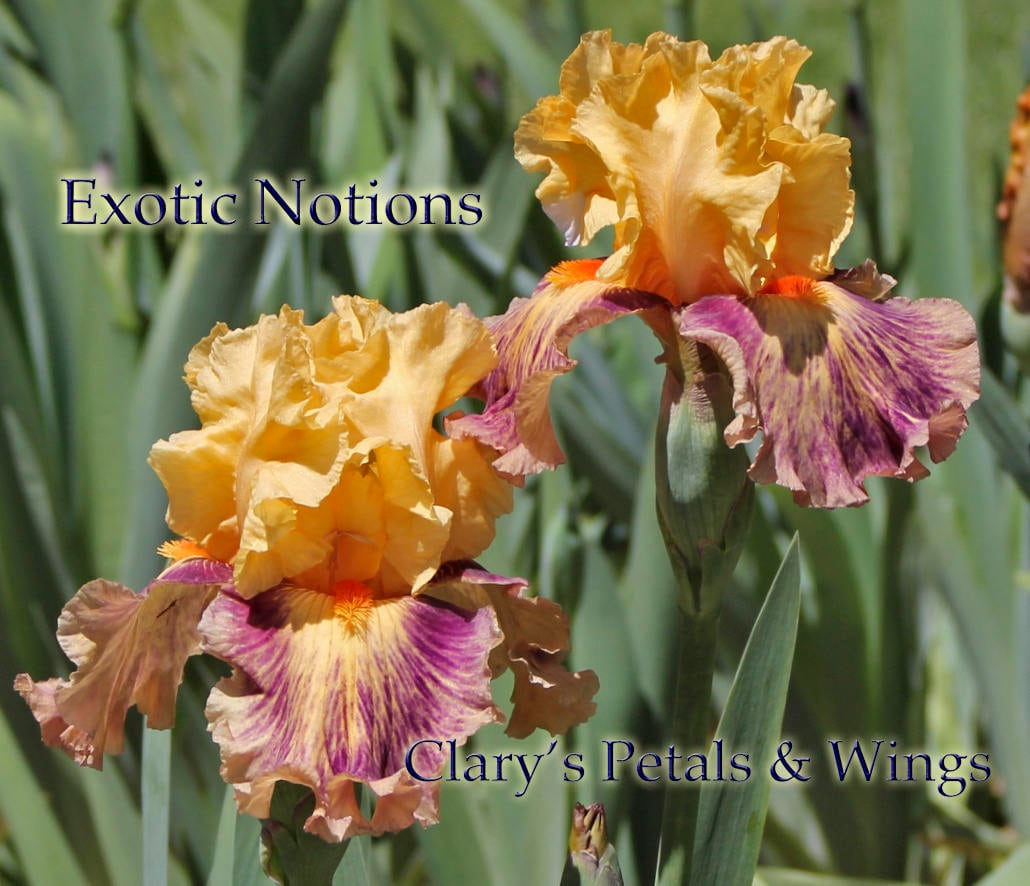 EXOTIC NOTIONS - 2011 - TB - Reblooming