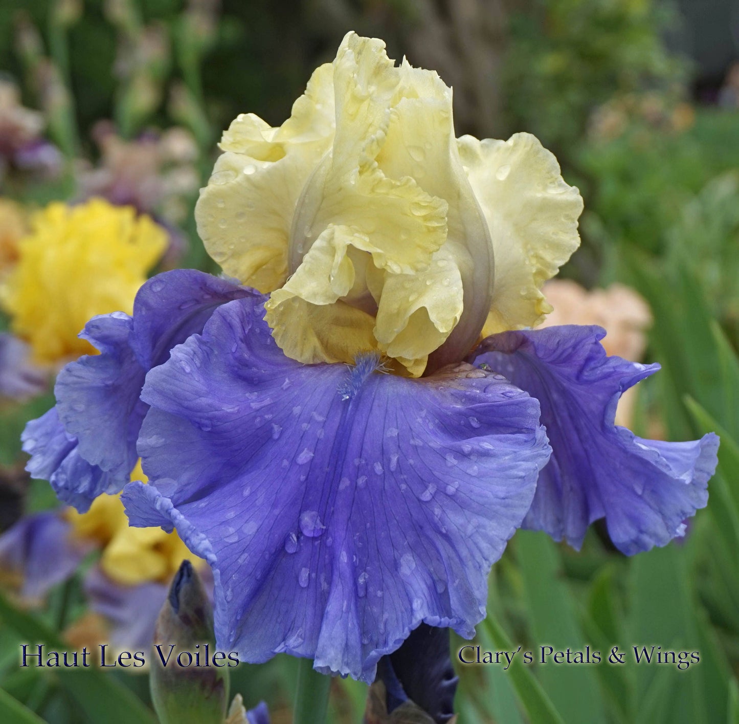 HAUT LES VOILES-2000 TB- Fragrant