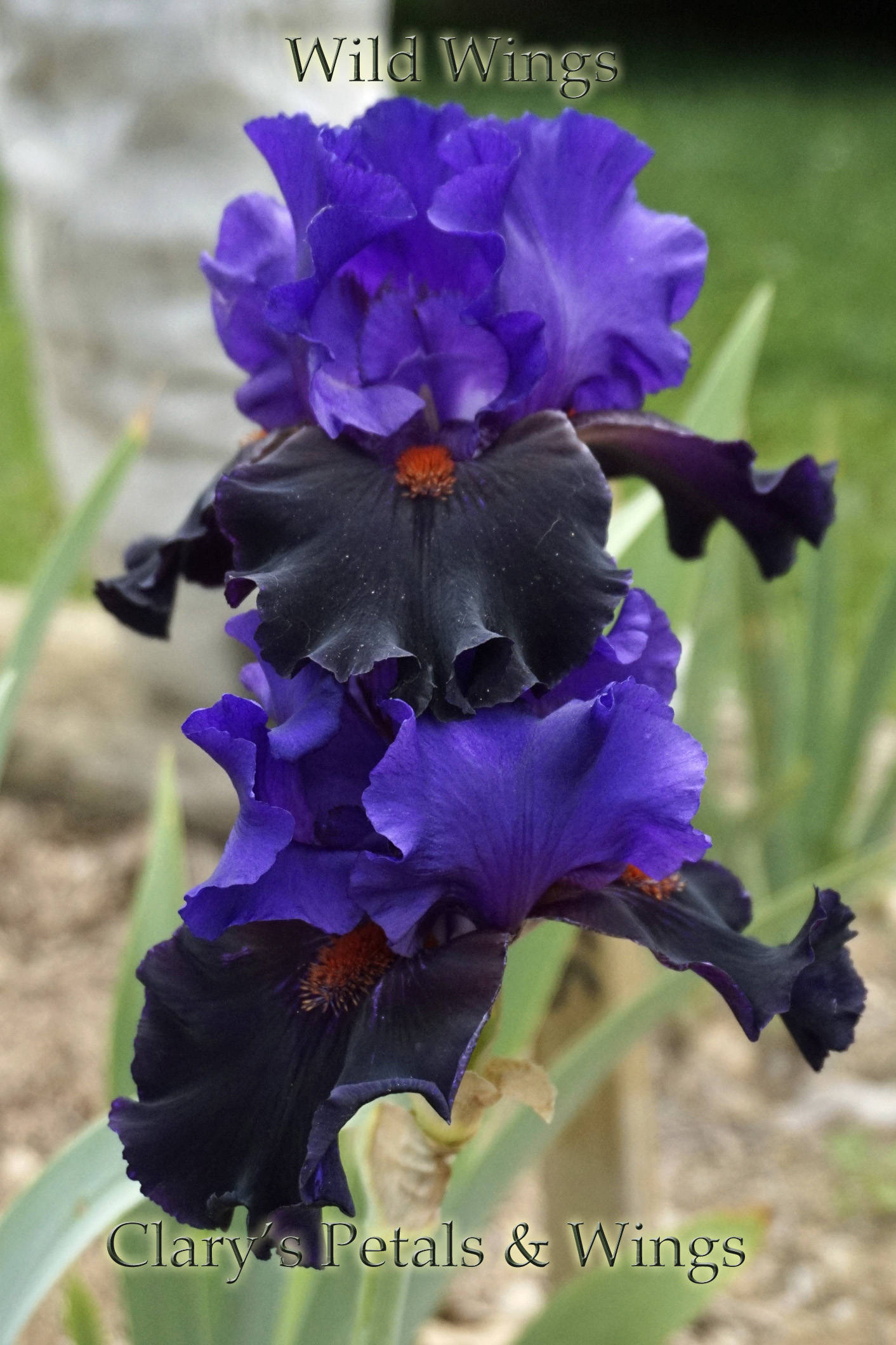 WILD WINGS - 1999 - TB