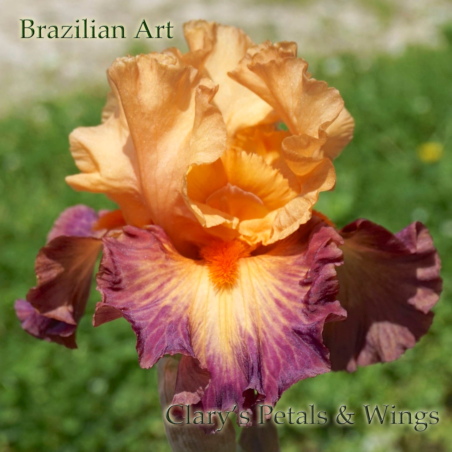 BRAZILIAN ART - 2008 - TB