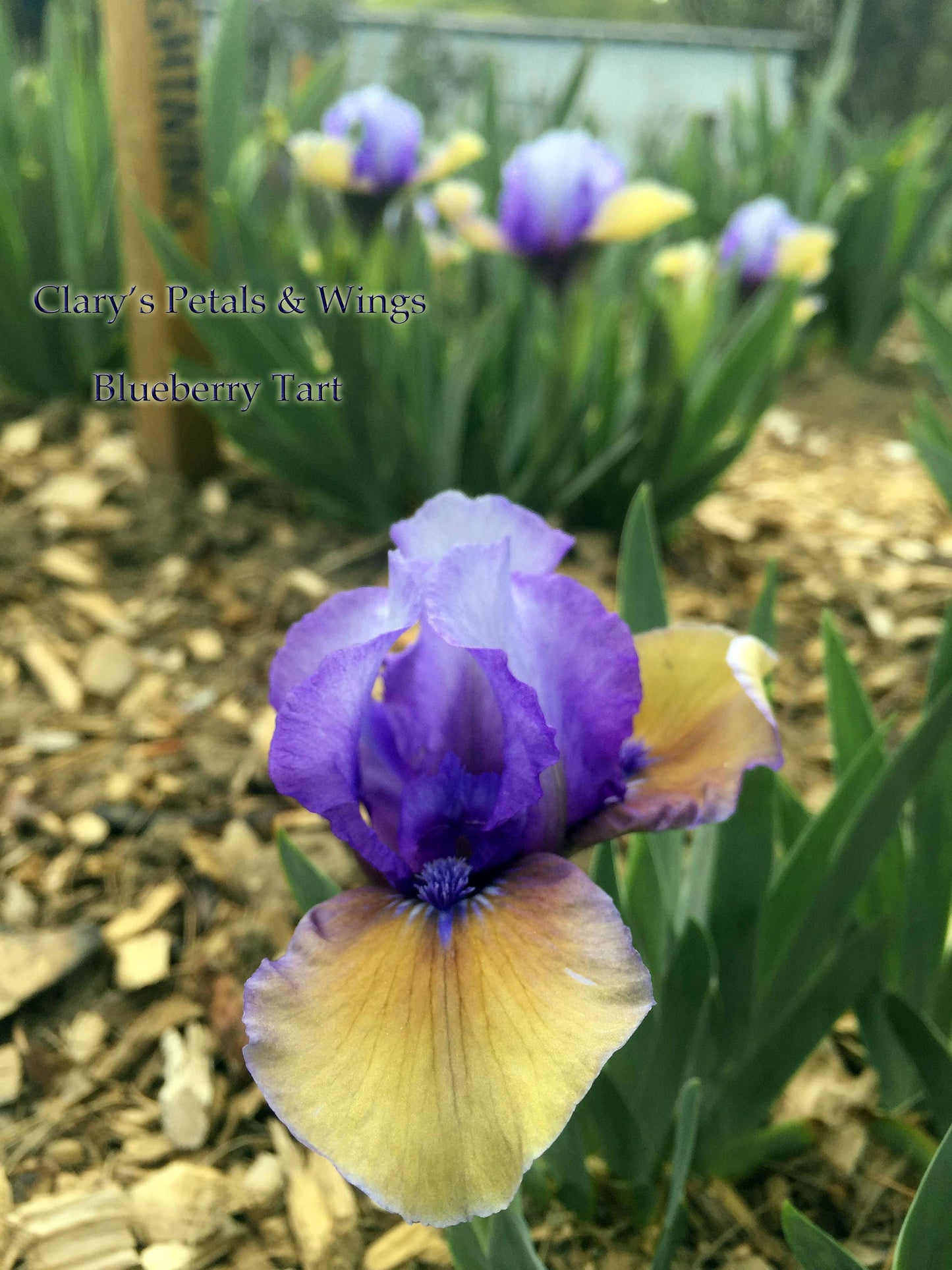 BLUEBERRY TART - 2002 - SDB - Reblooming